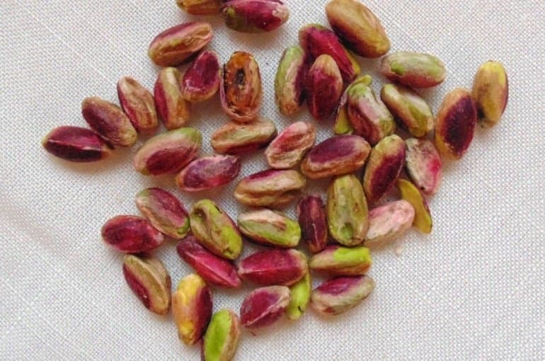 Farmer hands carefully harvesting ripe pistachios from the tree