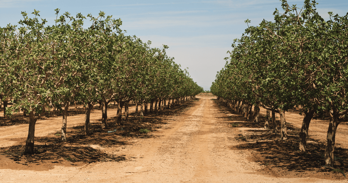 Aerial view of a sprawling California pistachio production farm