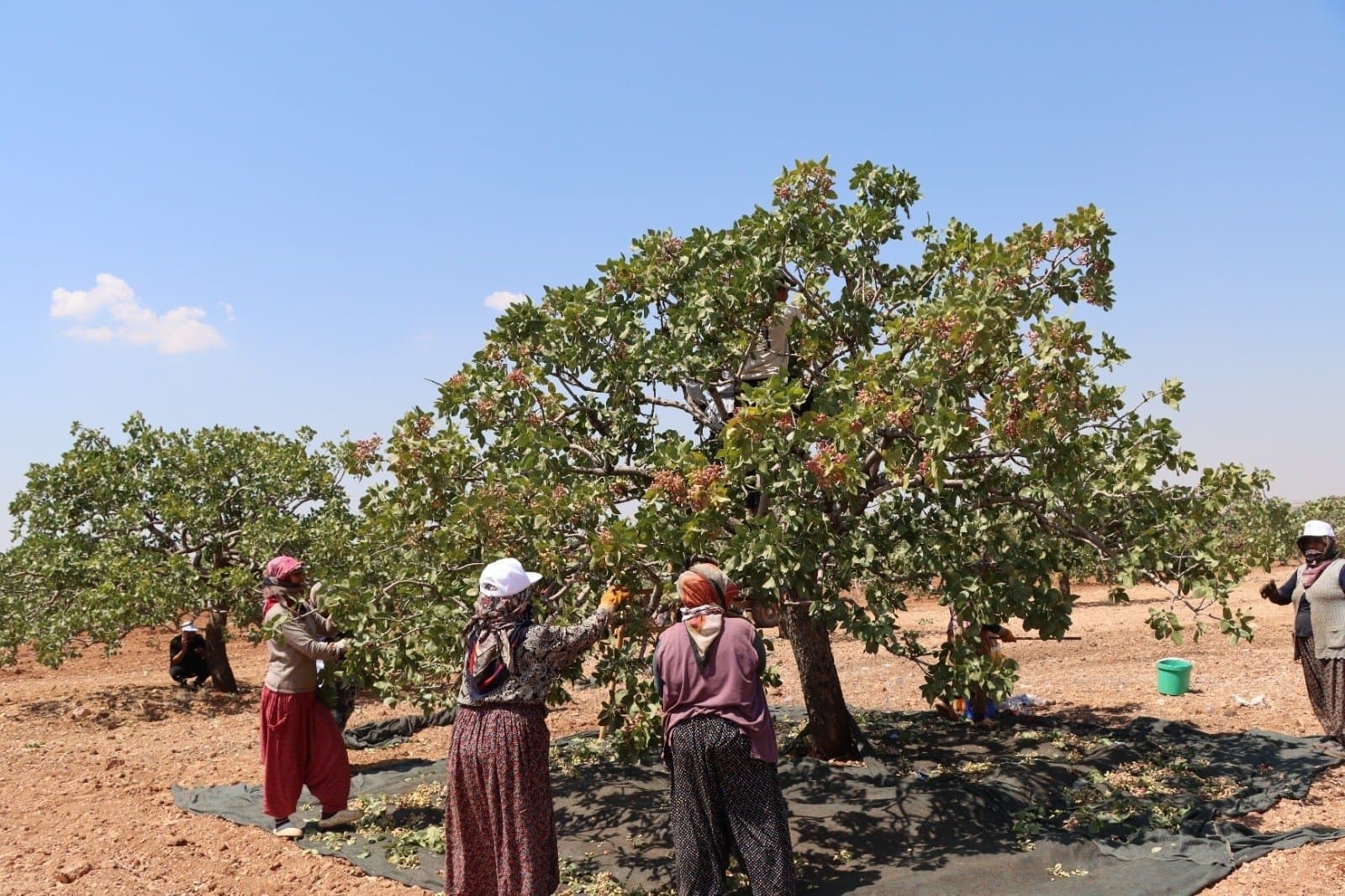 Healthy pistachio orchard ecosystem with thriving trees in California