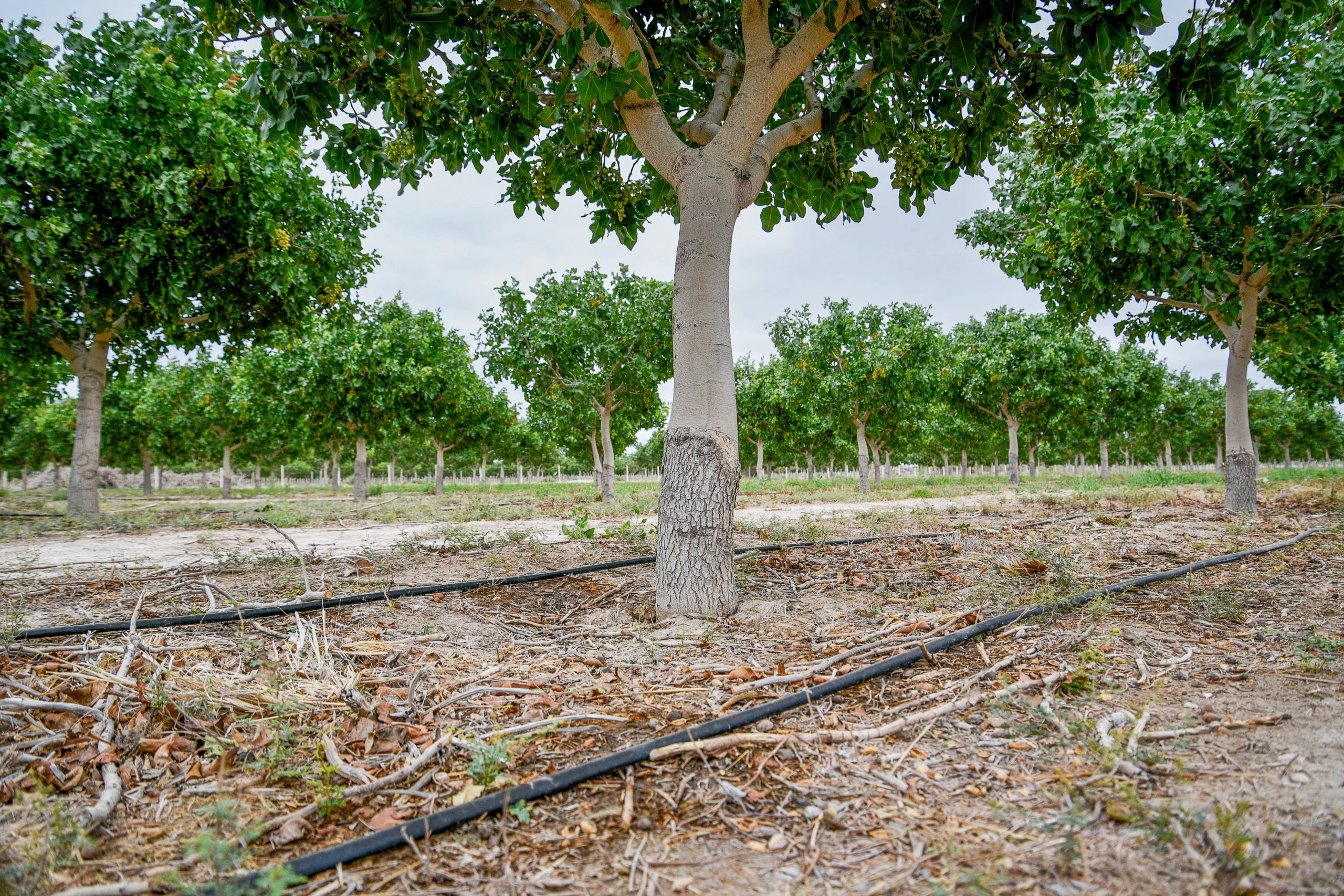 Modern drip irrigation system in a sustainable California pistachio orchard