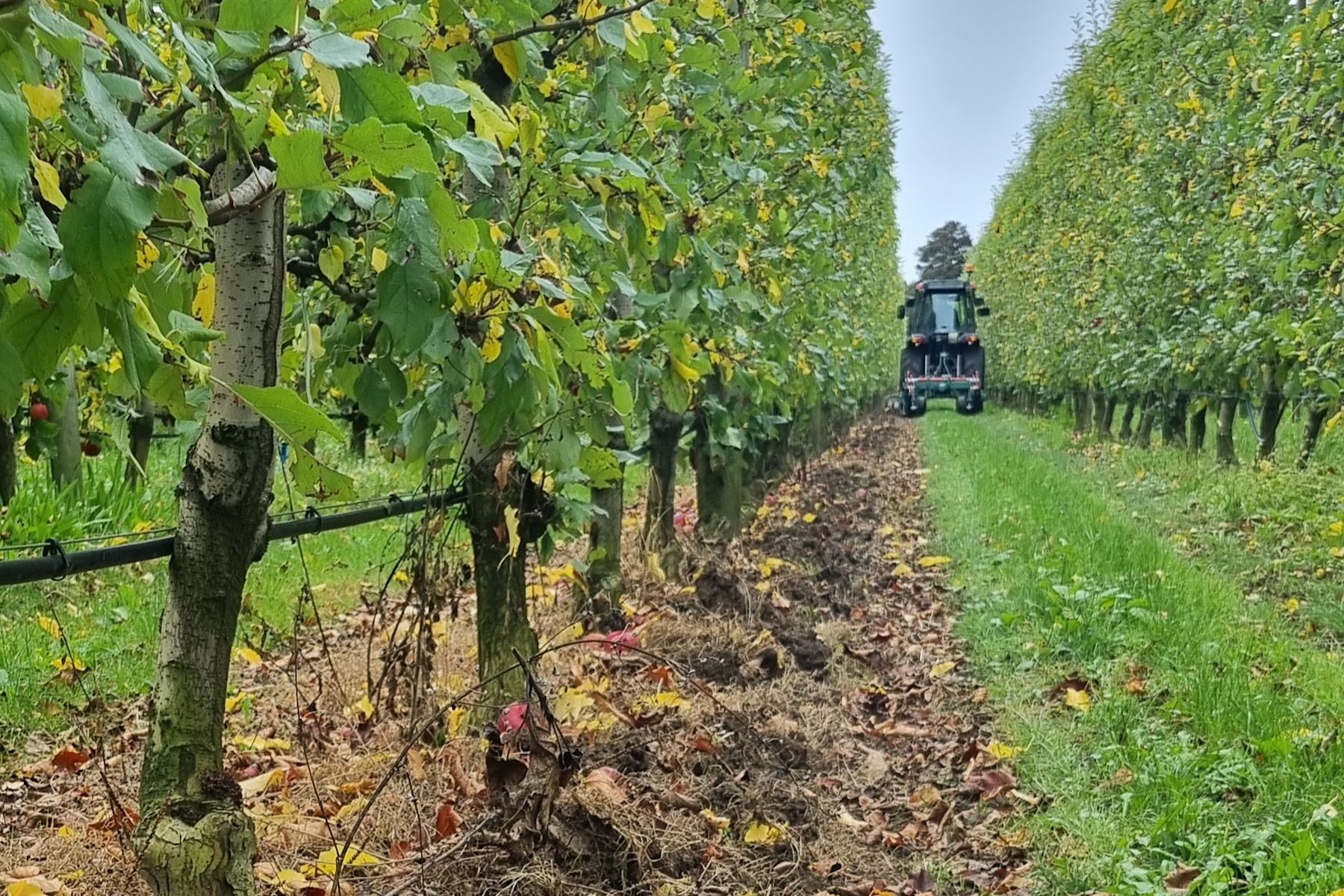 Rich soil health and cover crops in use at a California pistachio farm